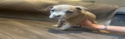American Bully dogs for sale: American pocket bully’s  - Advert 10