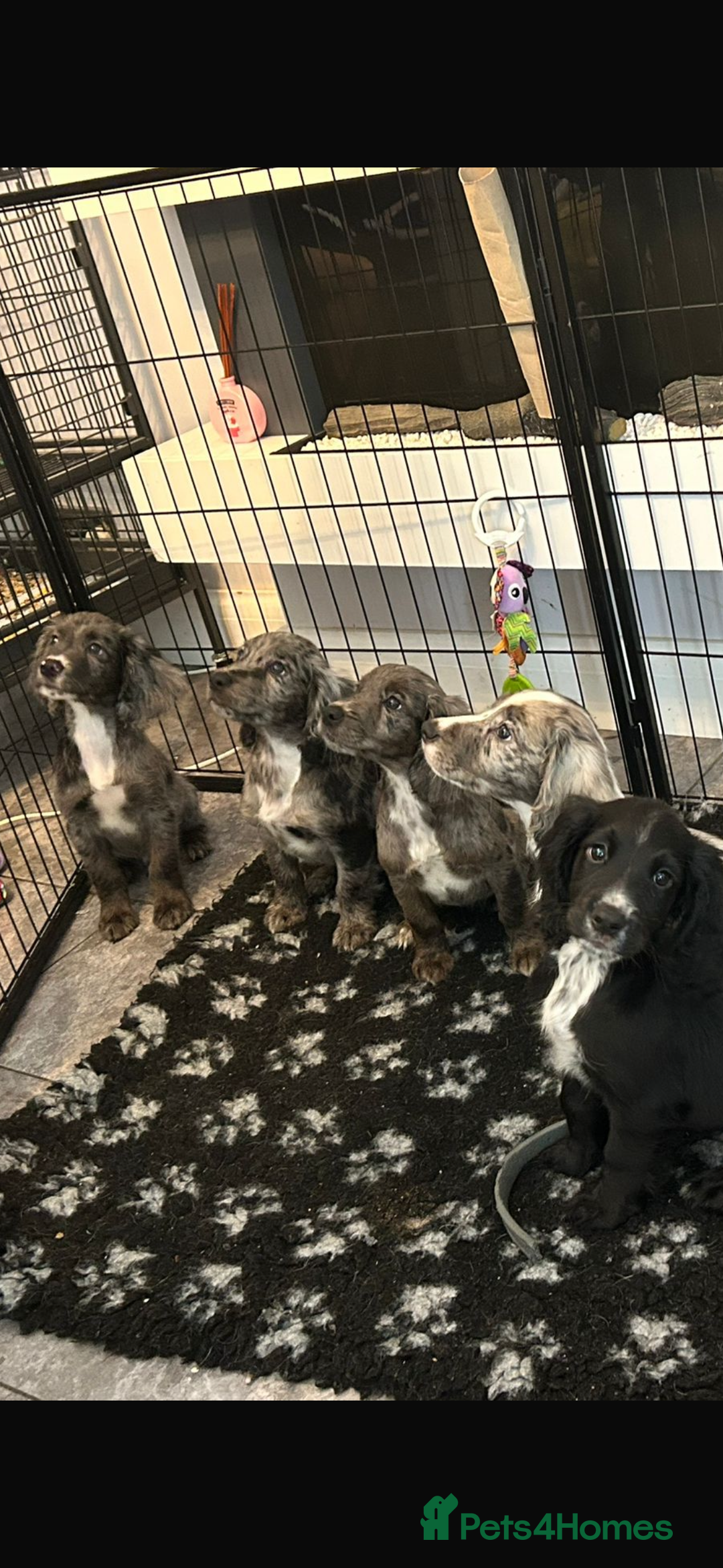 Cocker Spaniel dogs for sale: FINAL REDUCTION working cocker span in Gravesend - Image 4