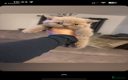 British Shorthair cats for sale: Beautiful British Shorthair Kittens  - Image 9