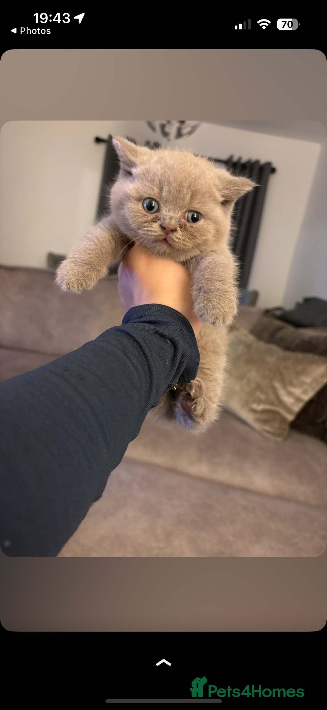 British Shorthair cats for sale: Beautiful British Shorthair Kittens  - Image 9