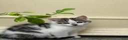 Mixed Breed cats for sale: Fluffy white and tabby super friendly kittens  in Rugby - Advert 24