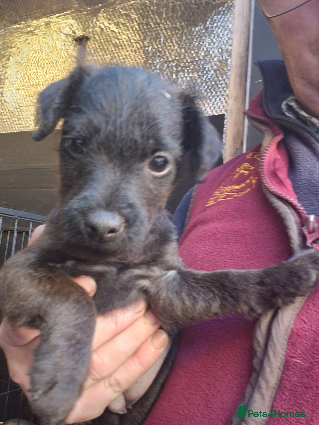 Patterdale Terrier dogs for sale: 3 Patterdale terrier bitch pups  - Advert 4