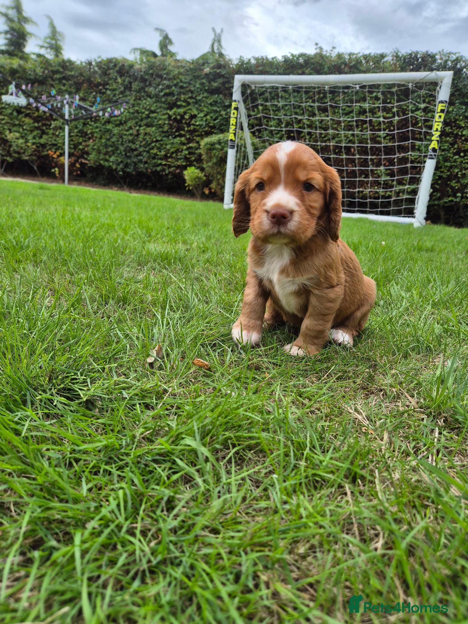 Cocker Spaniel dogs Kc registered working cockers - Advert 2