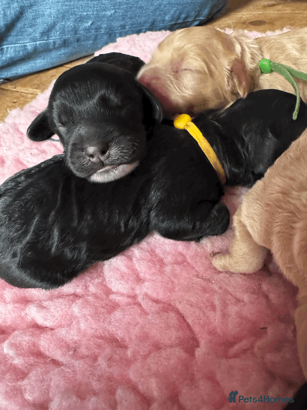 Cockapoo dogs for sale: Mirabelle's Enchanting Pups ✨ - Image 9