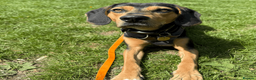 Mixed Breed dogs for adoption: URGENT: Ivan (Greek Harehound) - Advert 6