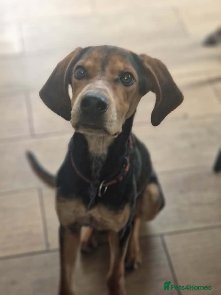 Mixed Breed dogs Asterios (aka Terry) - Advert 1