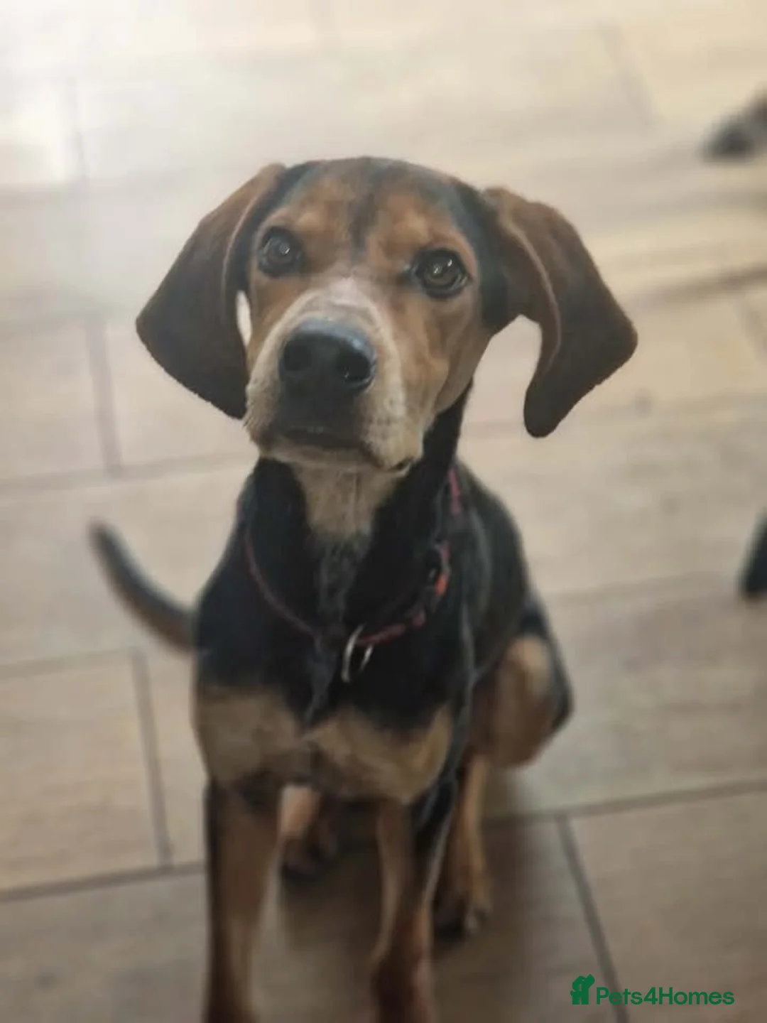 Mixed Breed dogs for adoption: Asterios (aka Terry) - Advert 1