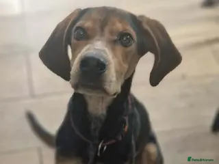 Mixed Breed dogs Asterios (aka Terry) - Advert 1