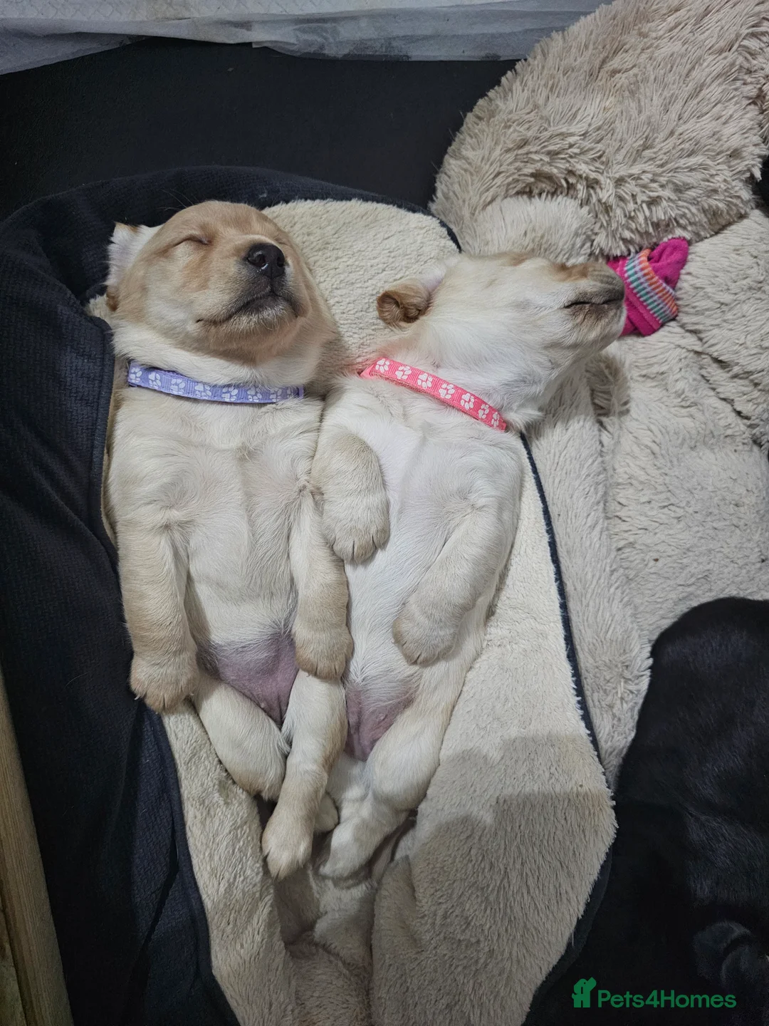 Cockerdor dogs for sale: The most loving Cockerdor/Spanador - Advert 21