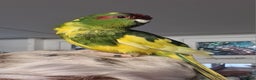 Parakeets birds for sale: Kakariki's x3 Males dna'd Kakariki's  - Advert 13
