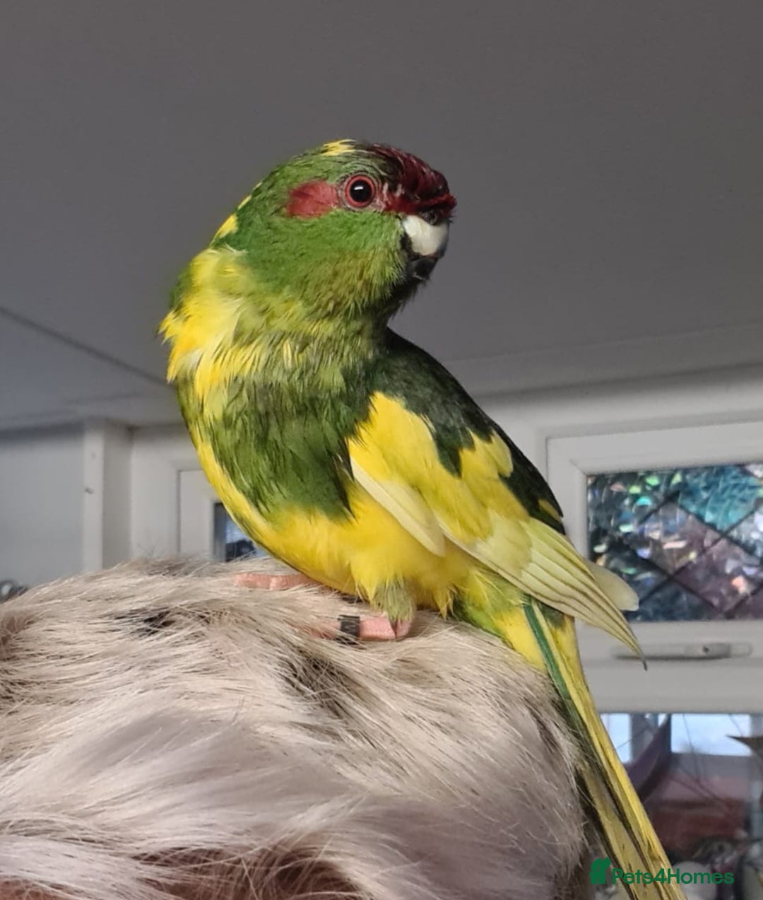 Parakeets birds for sale: Kakariki's x3 Males dna'd Kakariki's  - Advert 13