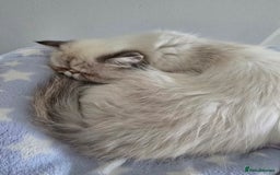 Persian cats for sale: Beautiful  persian kitten.  - Image 6