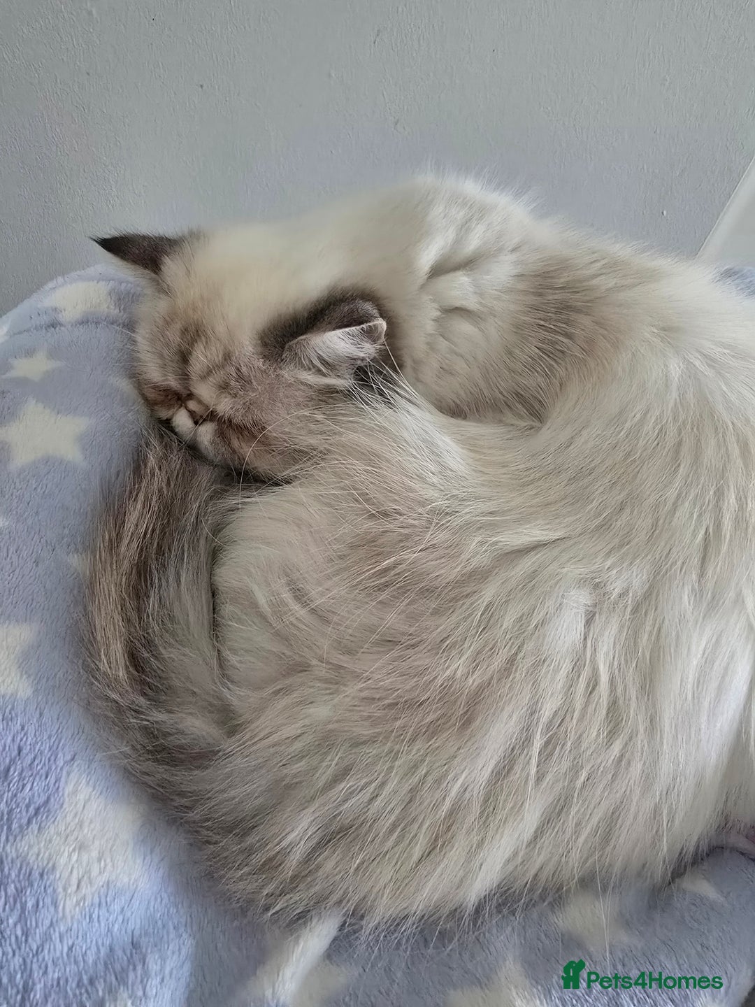 Persian cats for sale: Beautiful  persian kitten.  - Image 6