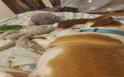 Mixed Breed dogs for adoption: Meet Bambi, currently residing in Sheffield - Image 9