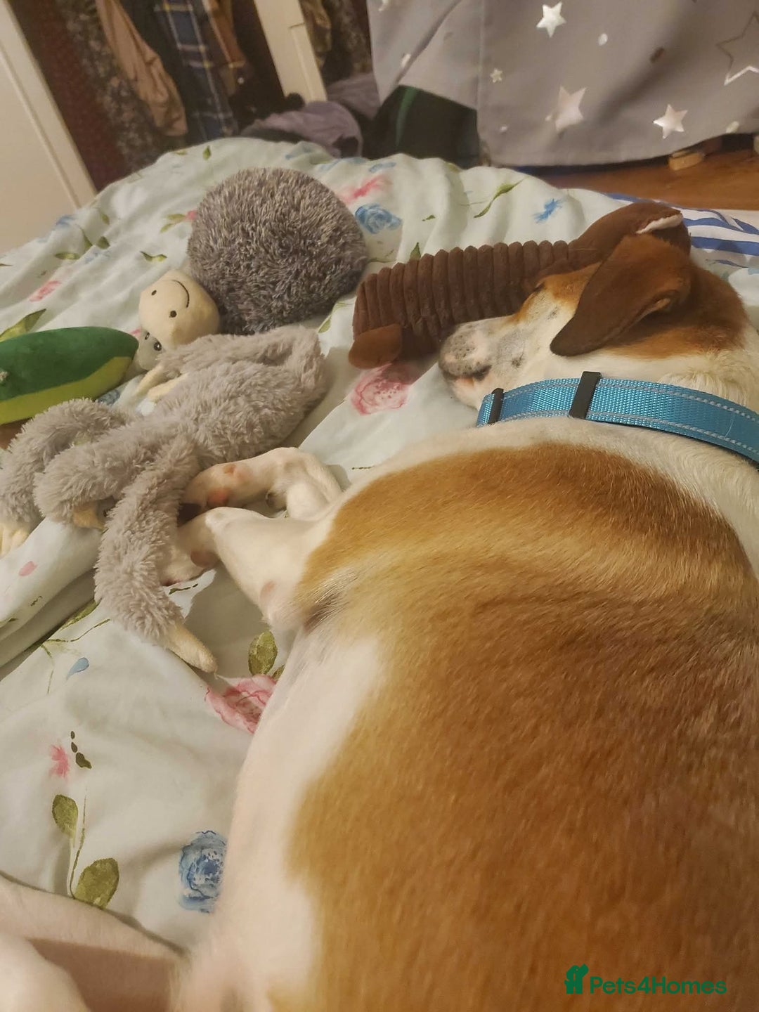 Mixed Breed dogs for adoption: Meet Bambi, currently residing in Sheffield - Image 9