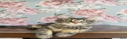 Maine Coon cats for sale: TICA Maine Coon Kittens - Advert 12