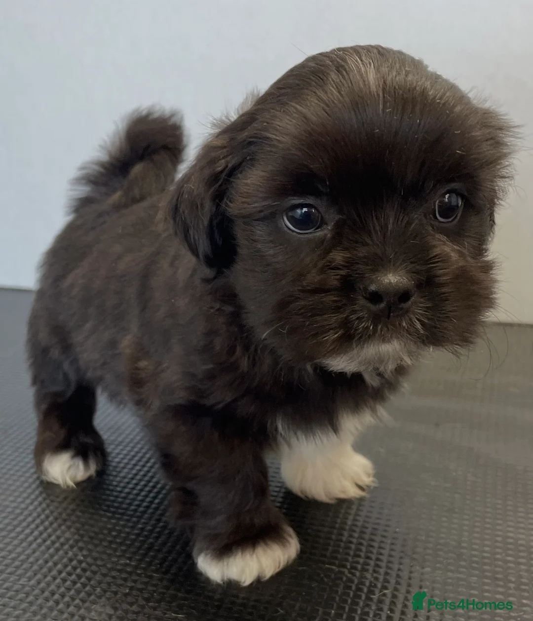 Lhasa Apso dogs for sale: Pedigree KC Reg Lhasa Apso Males For Sale  - Advert 5