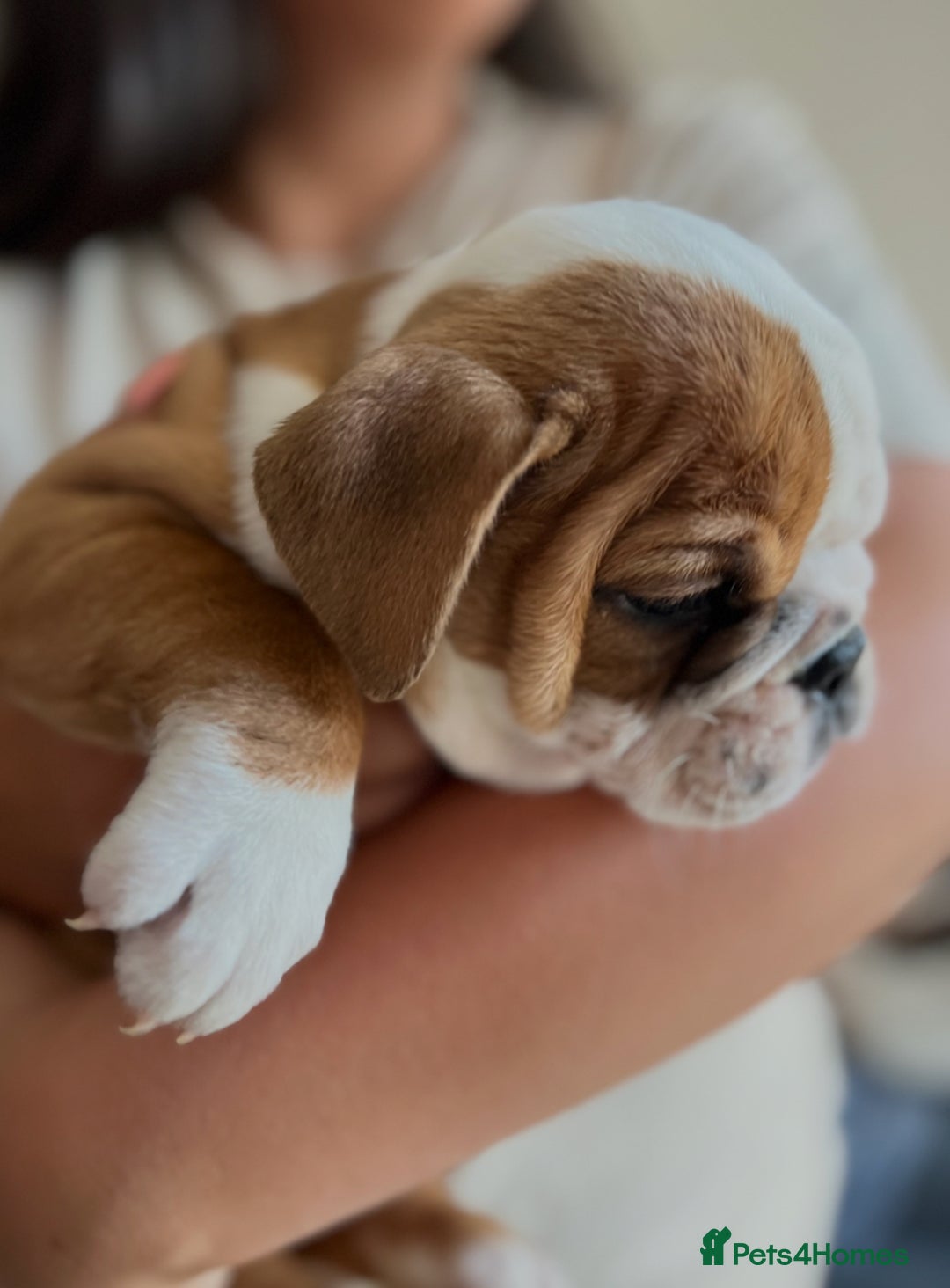 English Bulldog dogs for sale: English bulldog puppies kc reg  - Image 4