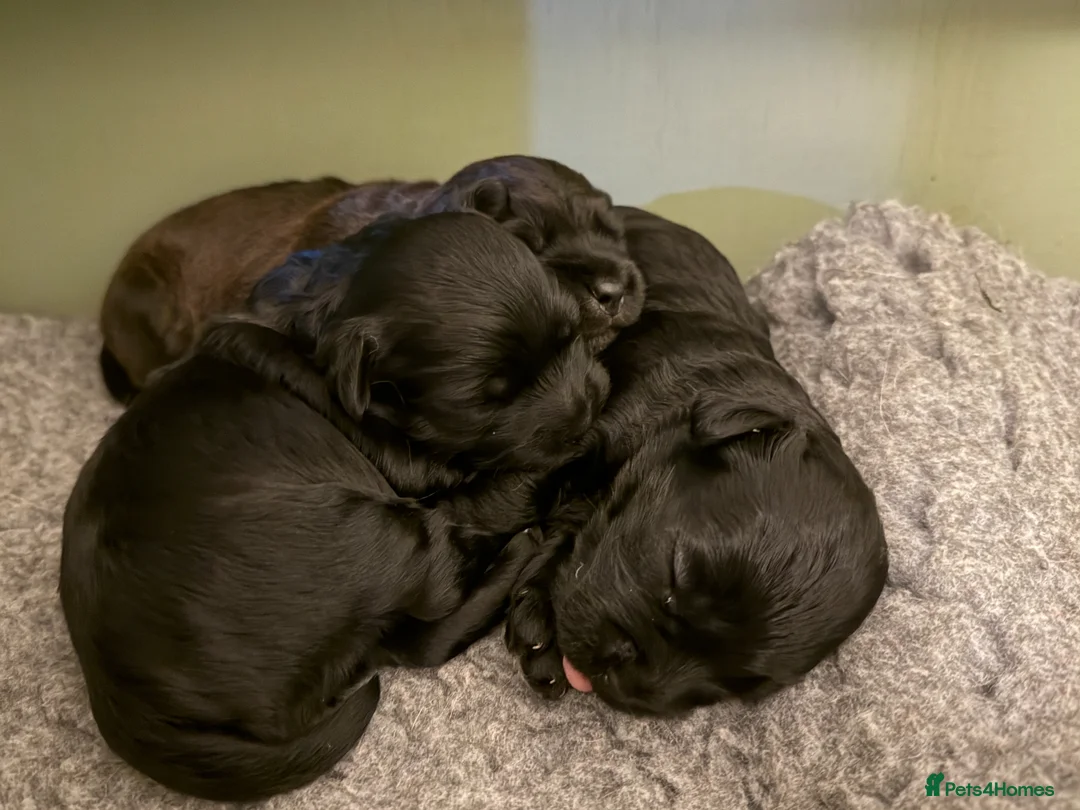 Mixed Breed dogs for sale: Cairncapoo Puppies  in Andover - Advert 2