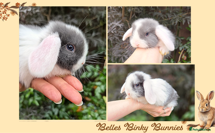 Mini Lop rabbits - Advert 4