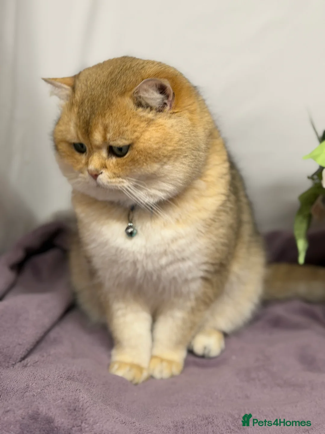 British Shorthair cats for stud: British shorthair Golden lovely stud boy GCCF - Advert 5