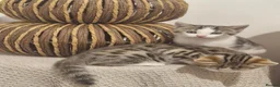 Mixed Breed cats for sale: 3 half bengal kittens - Advert 6