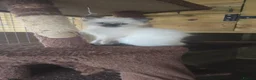 Ragdoll cats for sale: Ragdoll Kittens - READY NOW - Advert 5