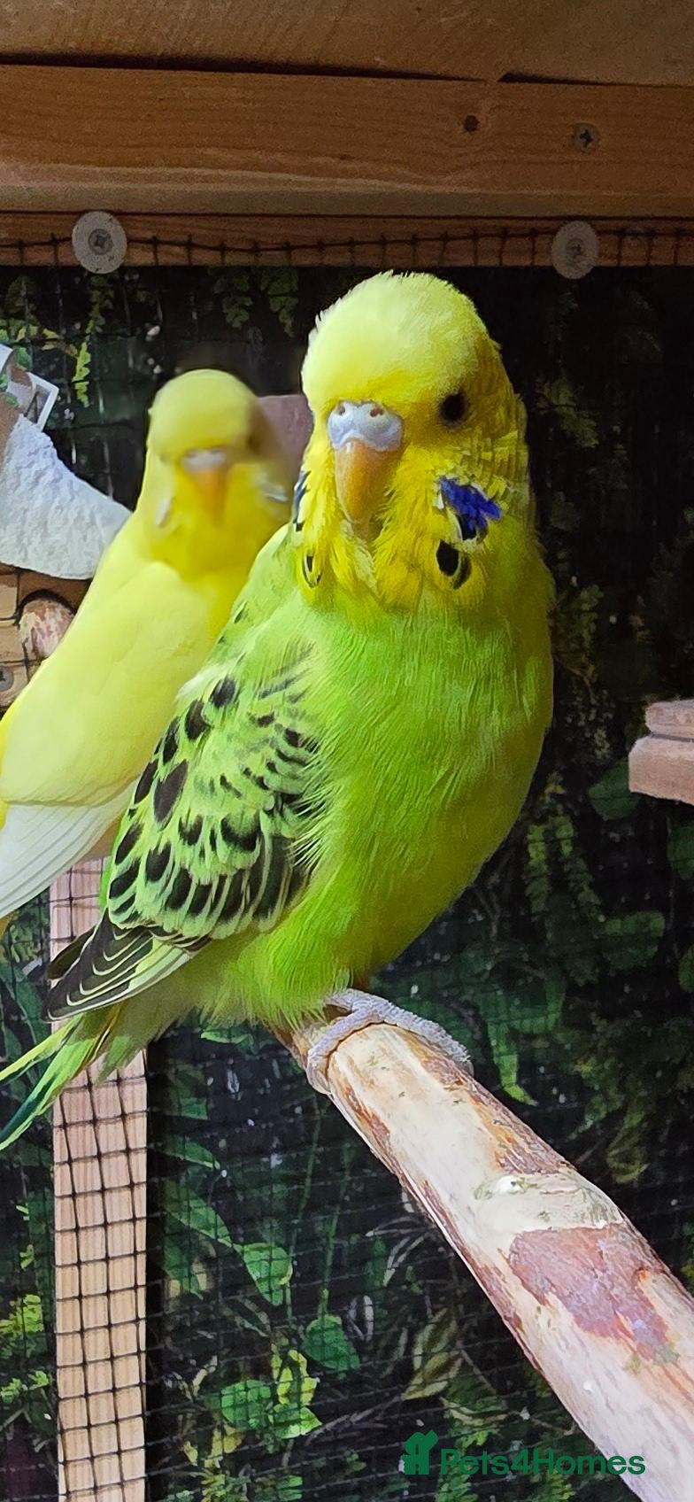 Budgerigars birds Hand-friendly budgies - Advert 2