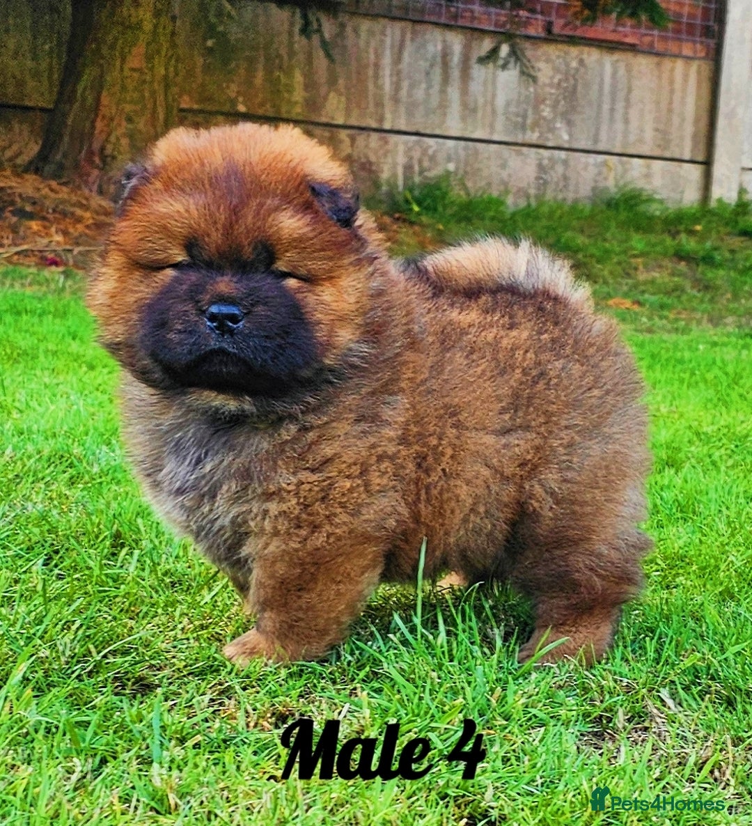 Chow Chow dogs for sale: Crufts Best of Breed pedigree  - Image 7