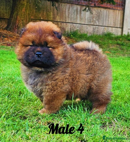 Chow Chow dogs - Advert 5