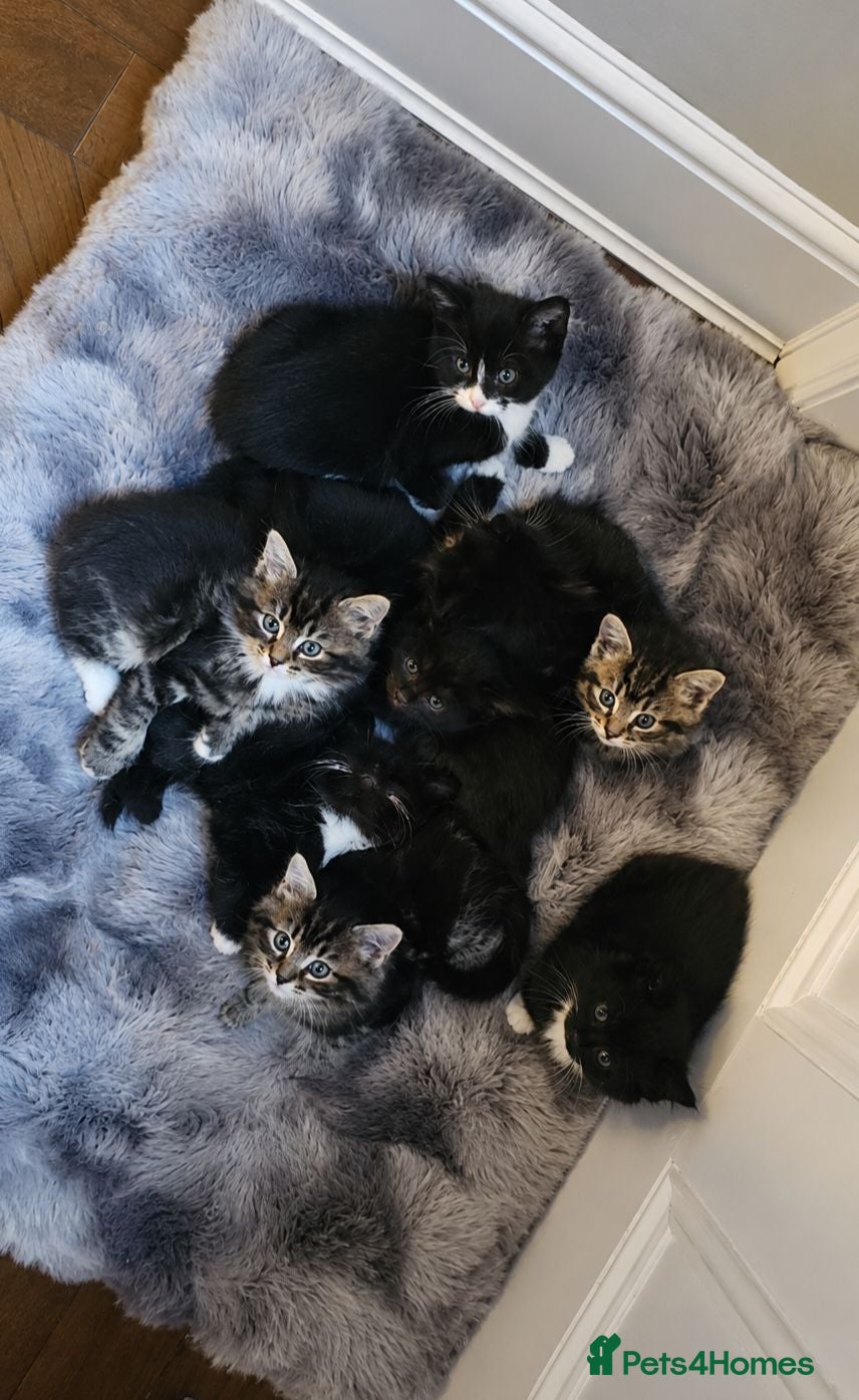 Maine Coon cats 8 Beautiful Maine Coon X kittens - Advert 2