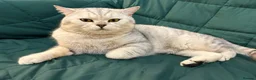 British Shorthair cats for stud: 🌟 British Shorthair Chinchilla GCCF Champion 🌟 - Advert 7