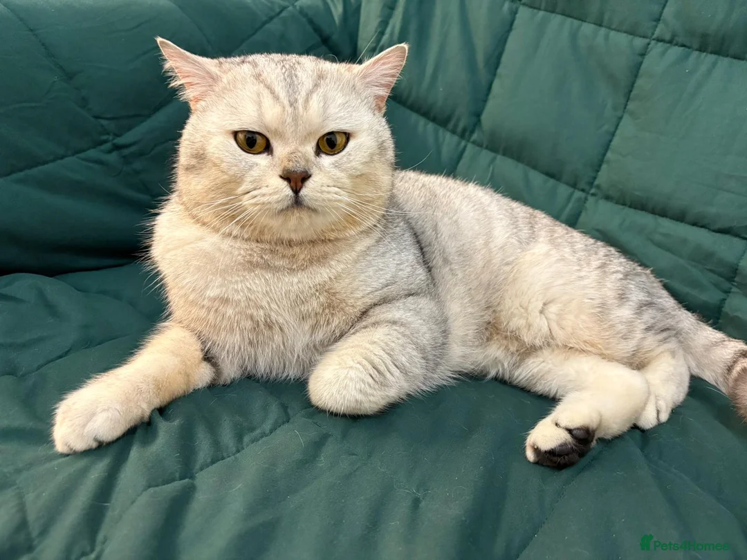 British Shorthair cats for stud: 🌟 British Shorthair Chinchilla GCCF Champion 🌟 - Advert 7