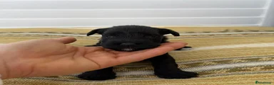Miniature Schnauzer 3