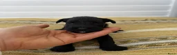 Miniature Schnauzer dogs for sale: Beautiful Pure Miniature Schnauzer Sweethearts  - Advert 6
