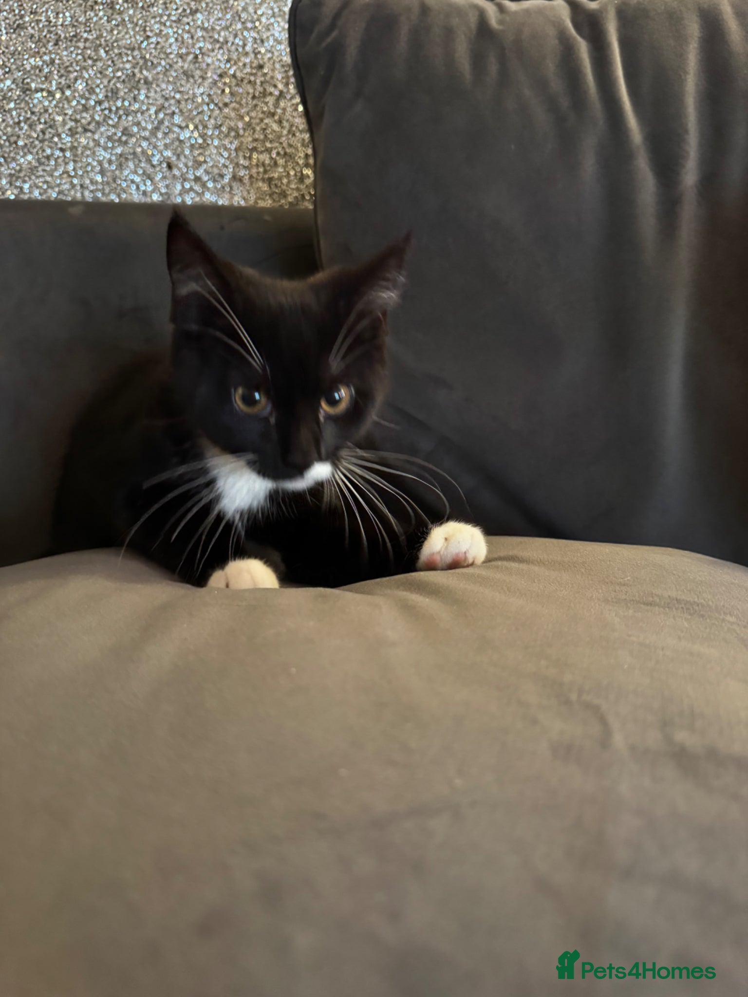 Maine Coon cats Maine coon kitten for sale  - Advert 4