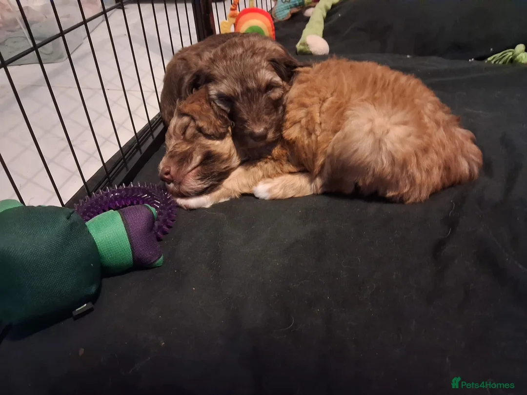 Sheepadoodle dogs for sale: Stunning sheepadoodle's - Advert 4