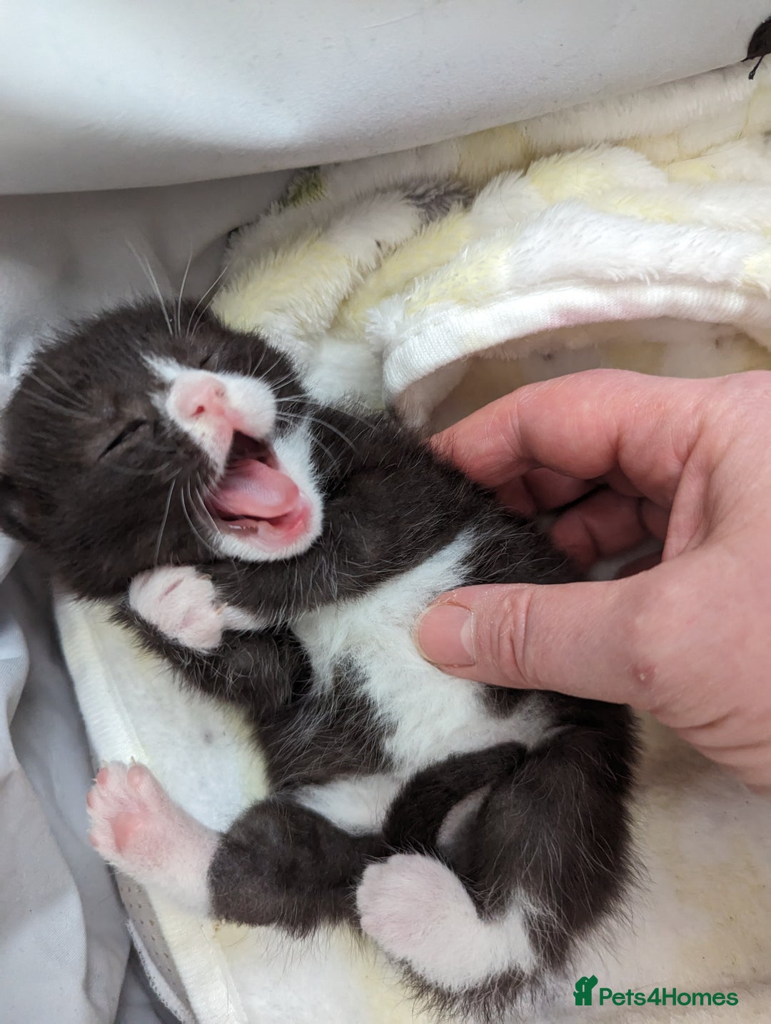 Mixed Breed cats for sale: Beautiful kittens for sale. - Image 6