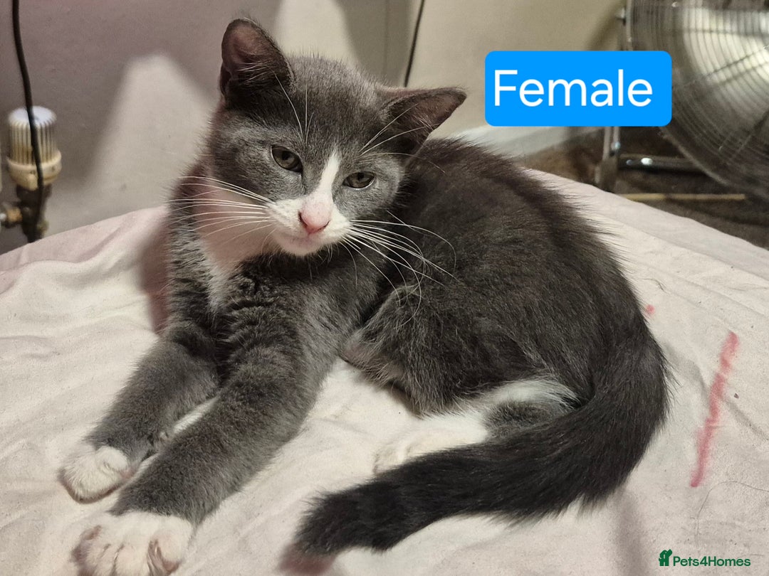 Russian Blue cats for sale: 2 Beautiful Russian Blue X kittens - Image 3