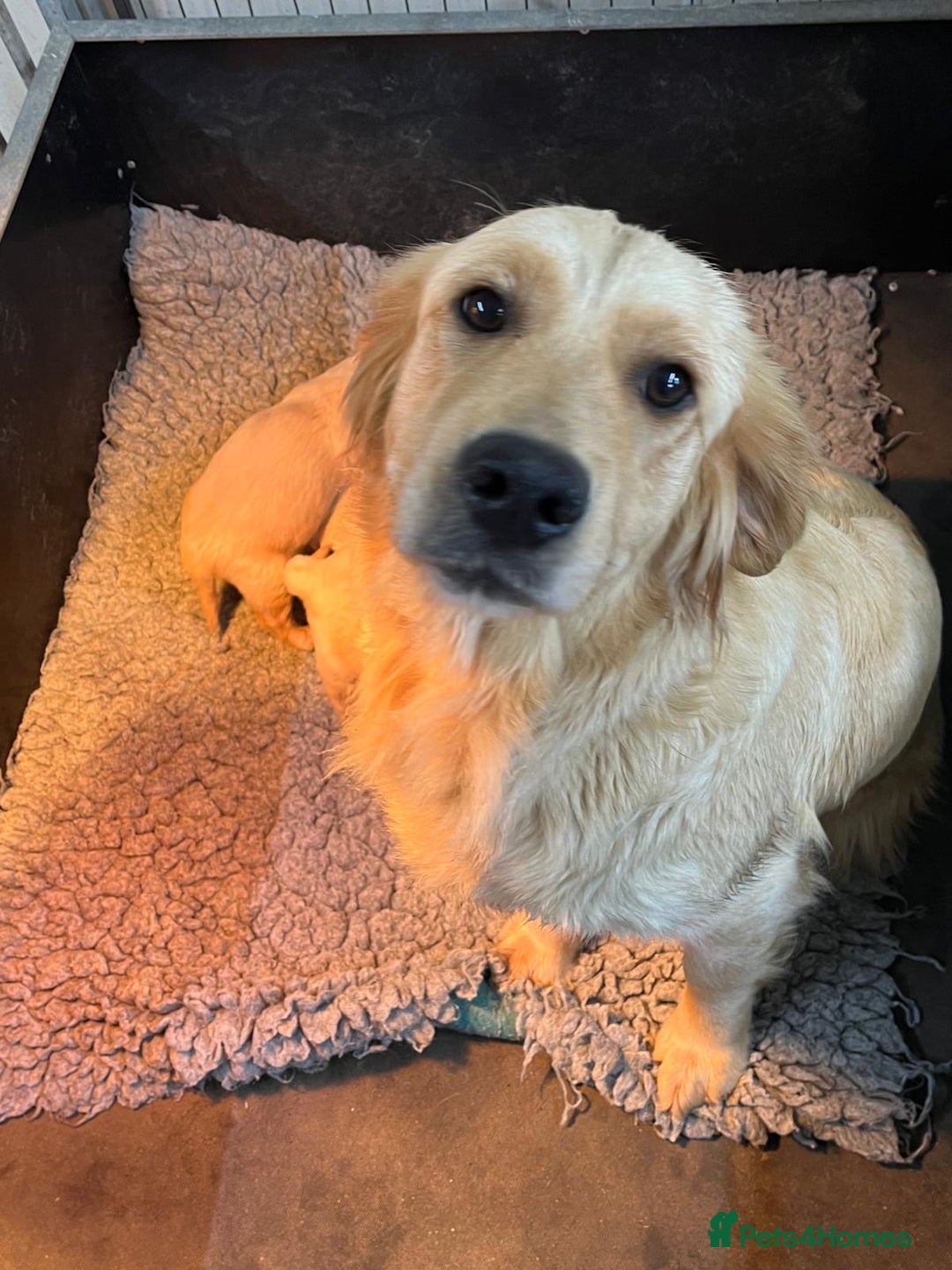 Golden Retriever dogs for sale: KC Fully Trained Golden Retriever Puppies - Advert 15