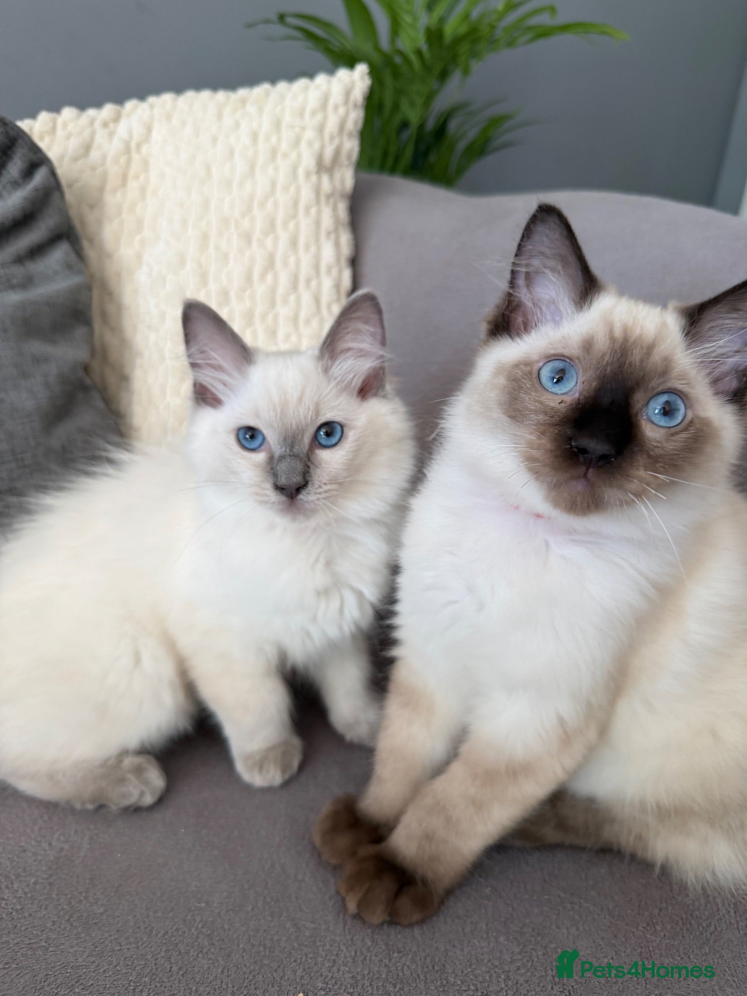 Ragdoll cats Beautiful Pedigree Ragdoll Kittens Ready now GCCF - Advert 1