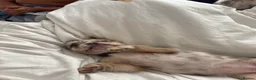 French Bulldog dogs for sale: 8 Merle Fluffy KC registered french bulldogs - Advert 2