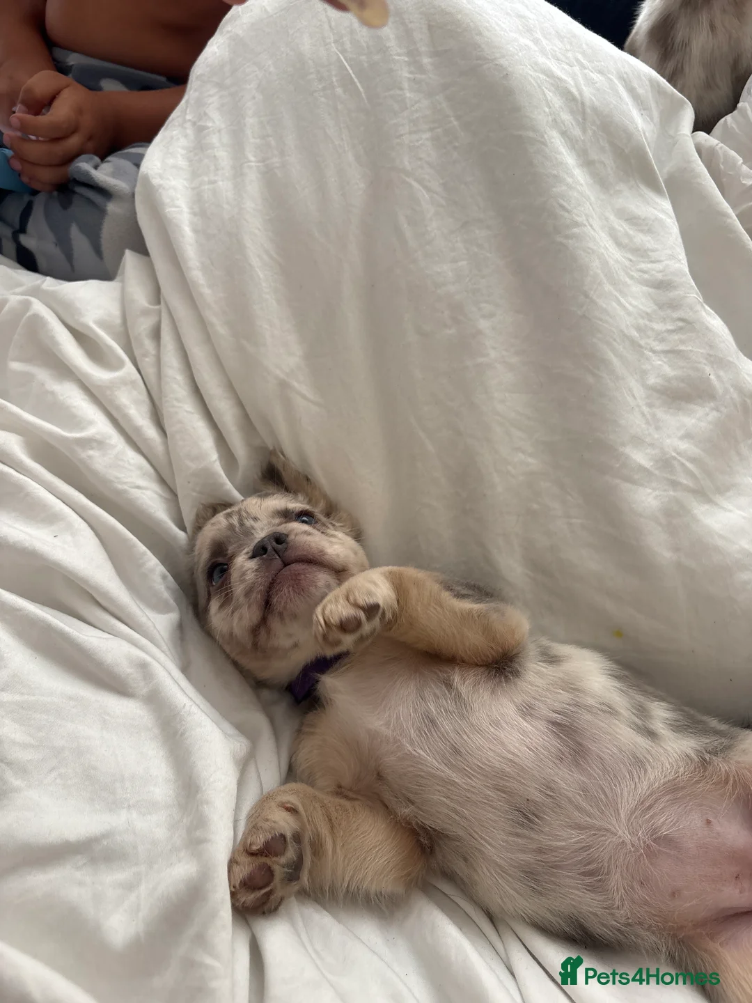 French Bulldog dogs for sale: 8 Merle Fluffy KC registered french bulldogs - Advert 2