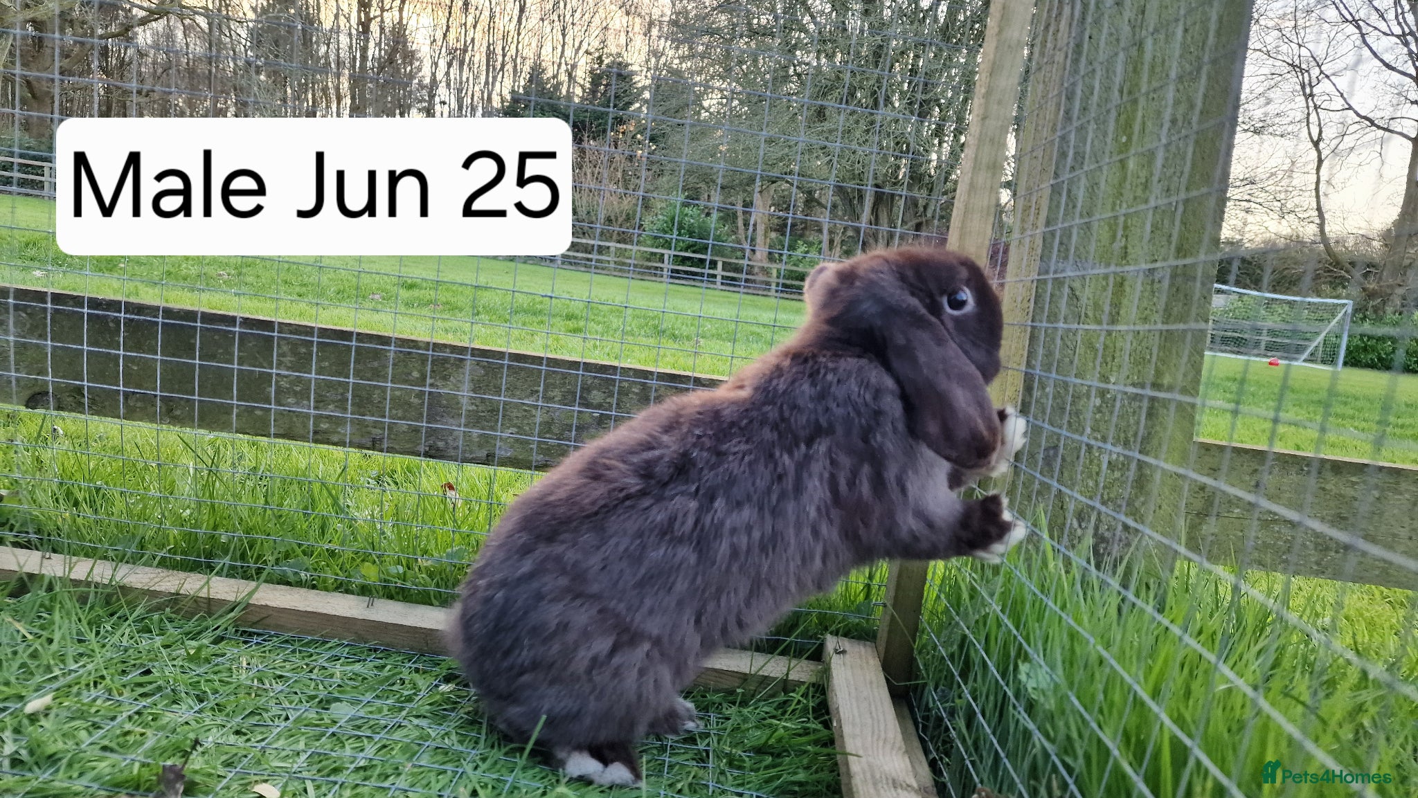 Mini Lop rabbits Mini lops for sale - Advert 2