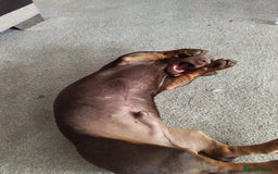 Dachshund dogs for sale: Two Dachshund Brothers - Image 11