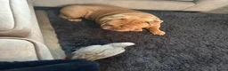 Parrots birds for sale: African grey parrots breeding pair in Maidstone - Advert 2
