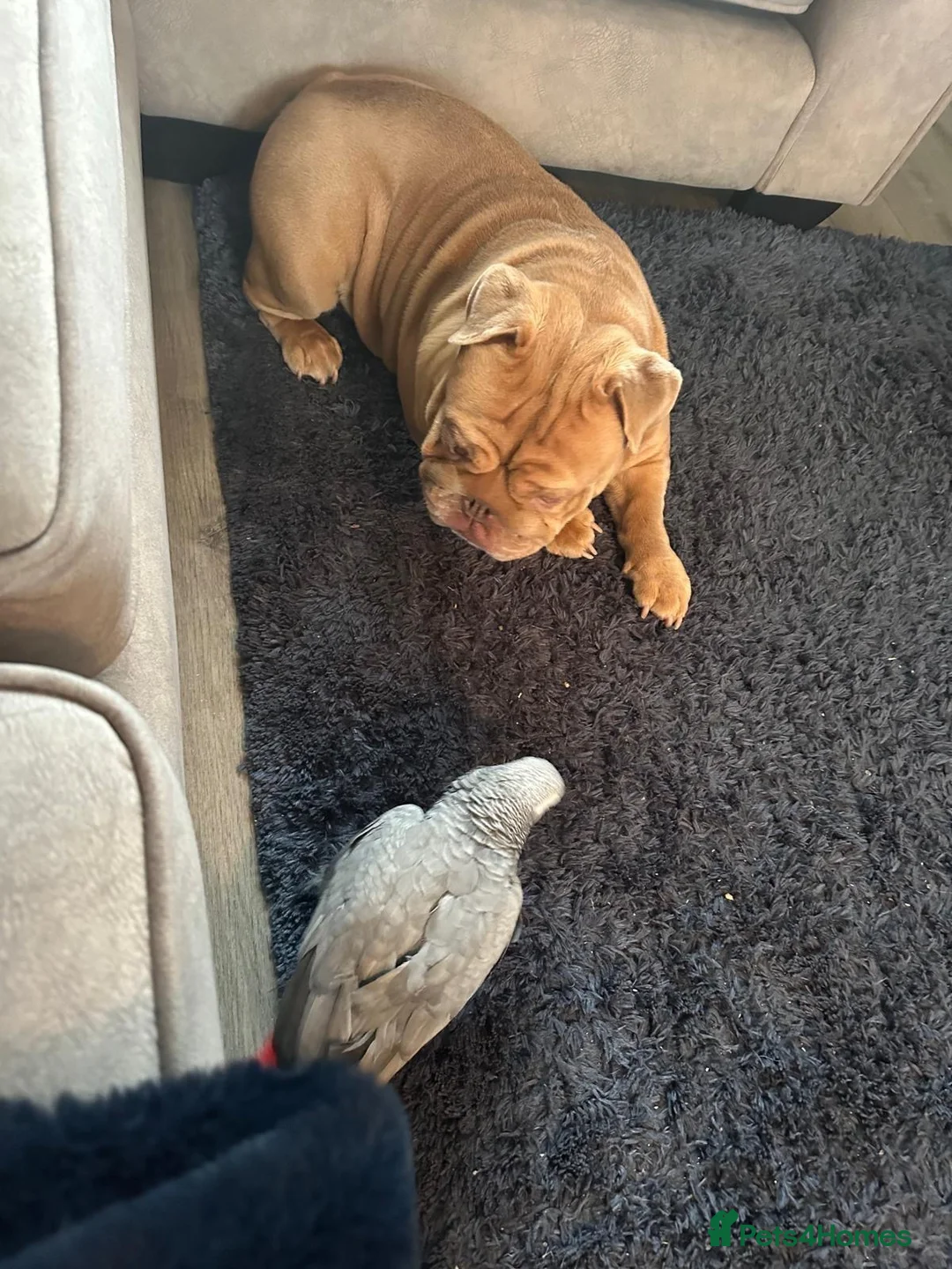Parrots birds for sale: African grey parrots breeding pair in Maidstone - Advert 2