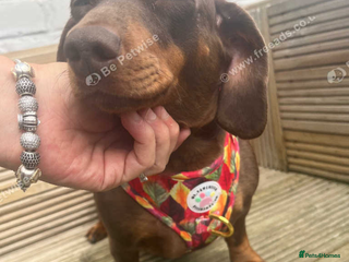 Miniature Dachshund dogs Miniature dachshund girl 3 years old - Advert 1