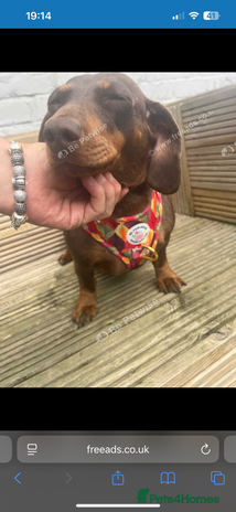 Miniature Dachshund dogs Miniature dachshund girl 3 years old - Advert 11