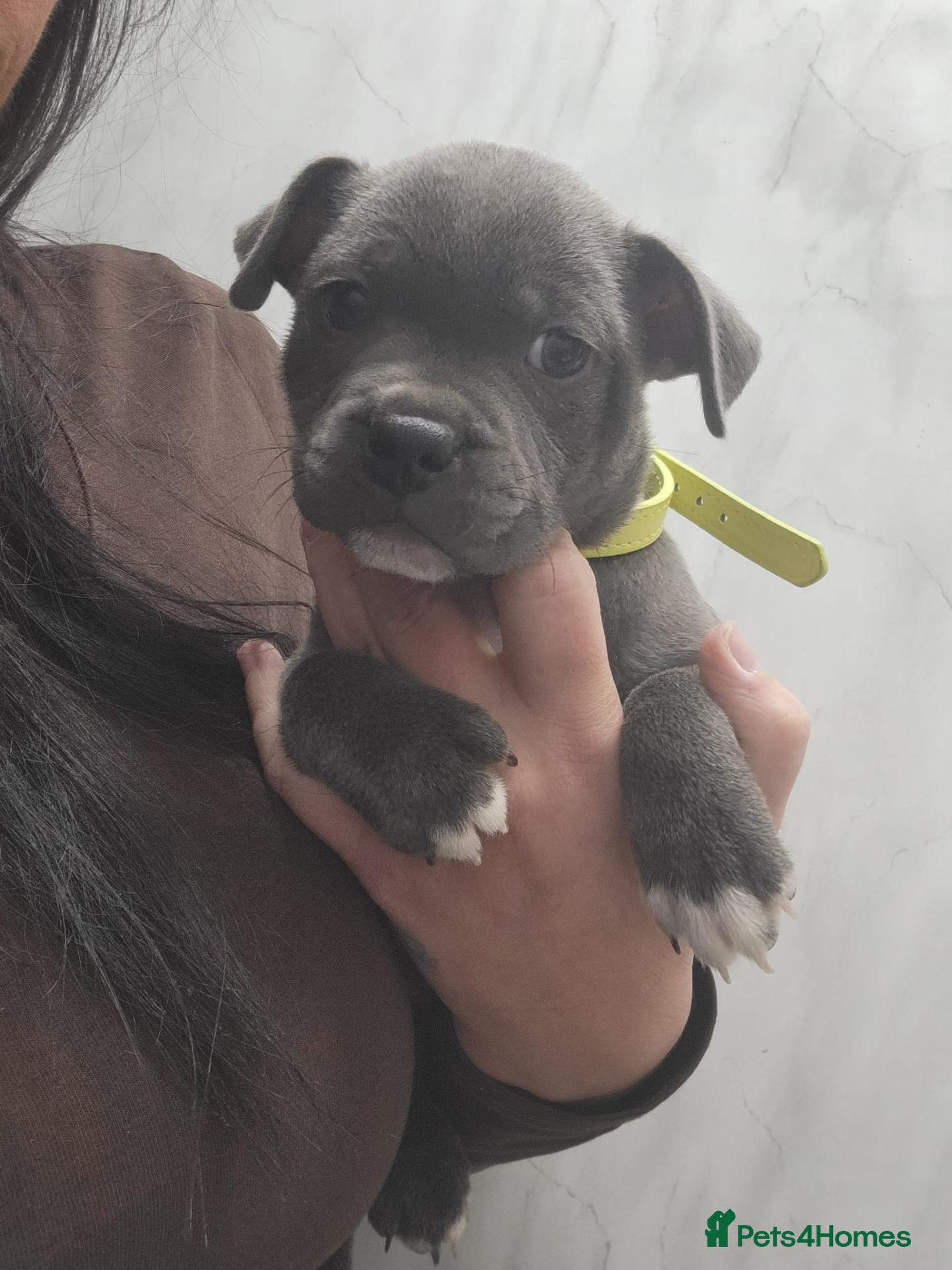 Staffordshire Bull Terrier dogs for sale: Last kc staffy girl ready on sunday - Advert 1
